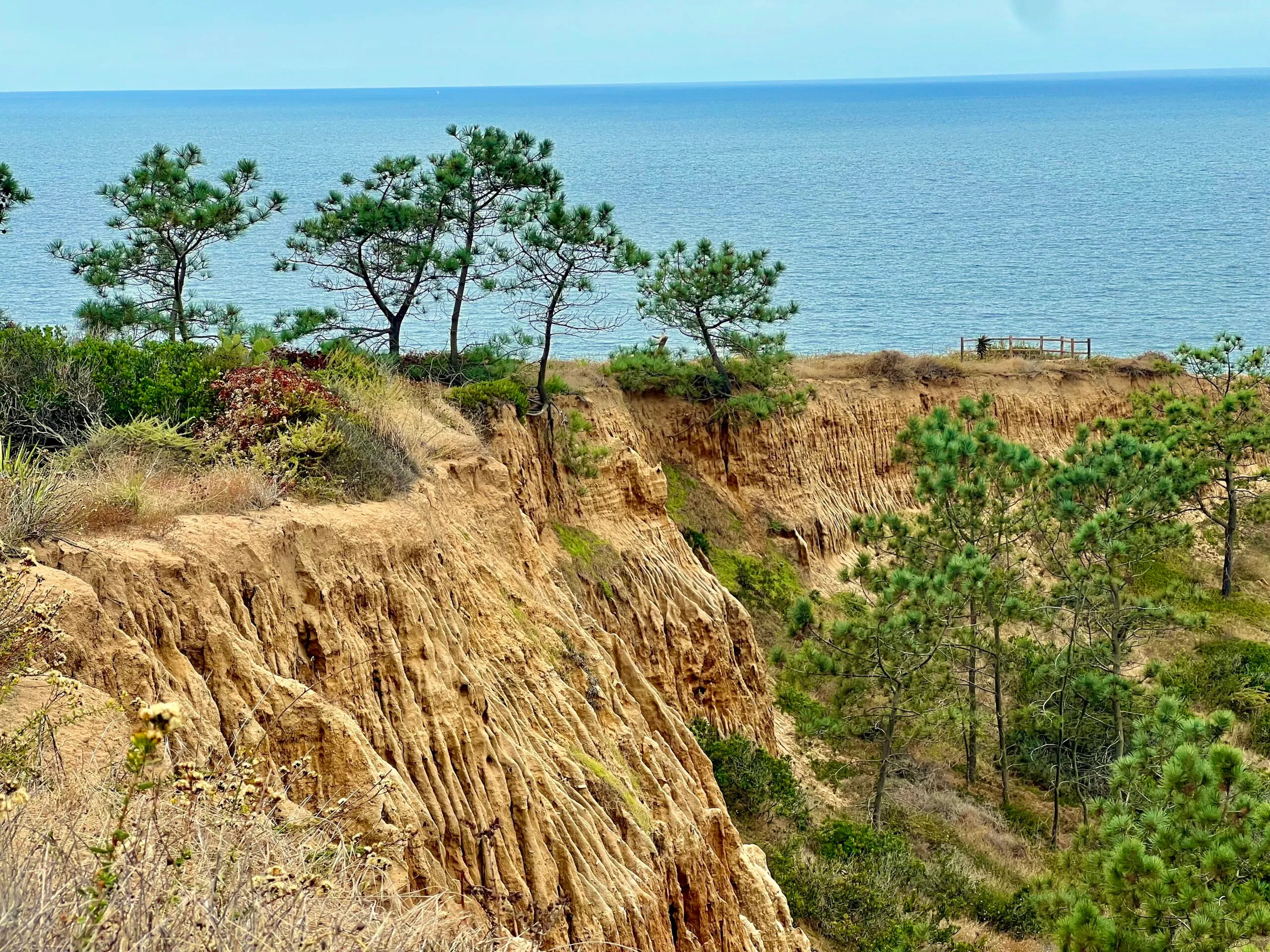 Torrey Pines State Park; best things to do in San Diego