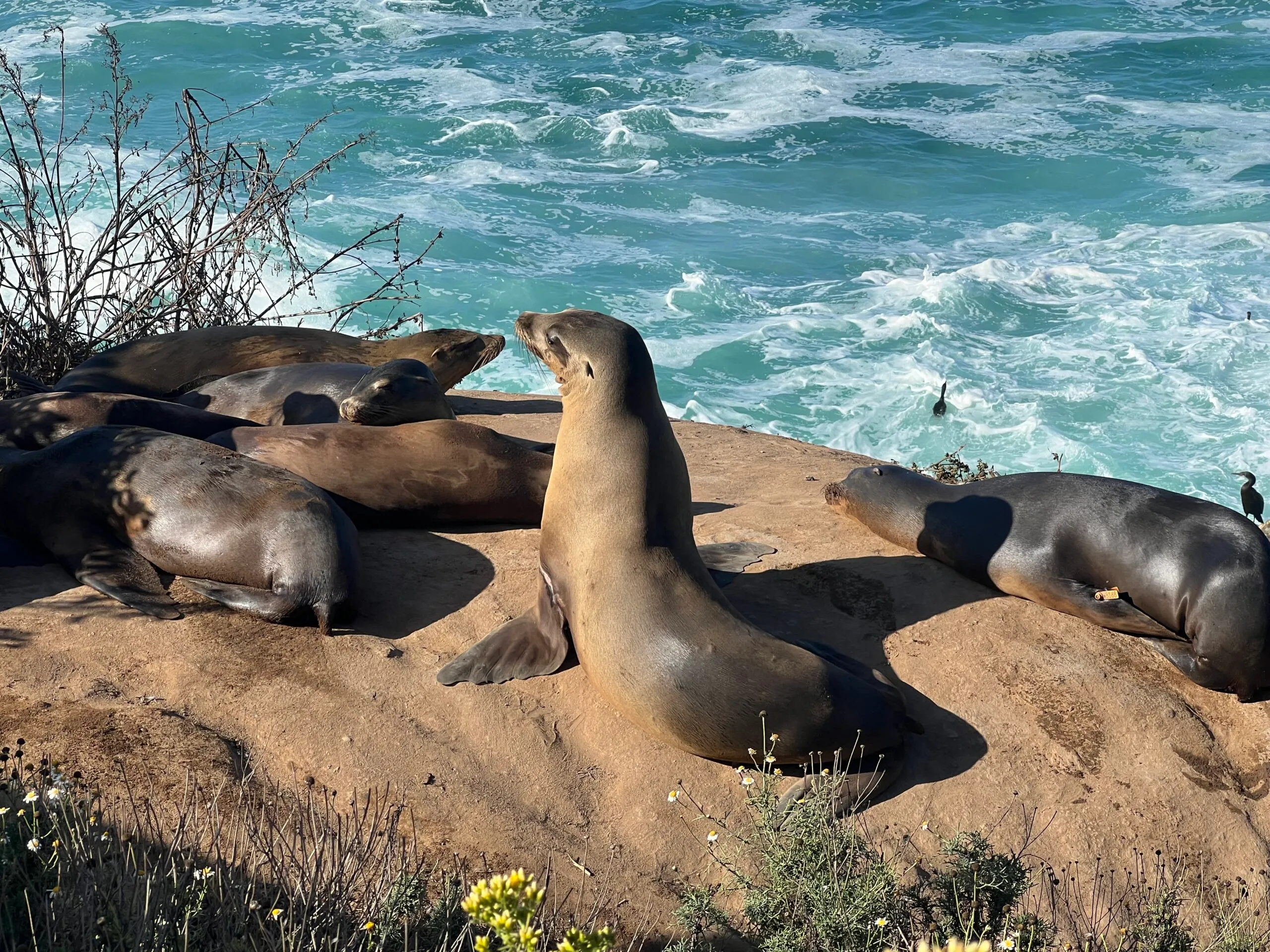 Seals at La Jolla Cove
