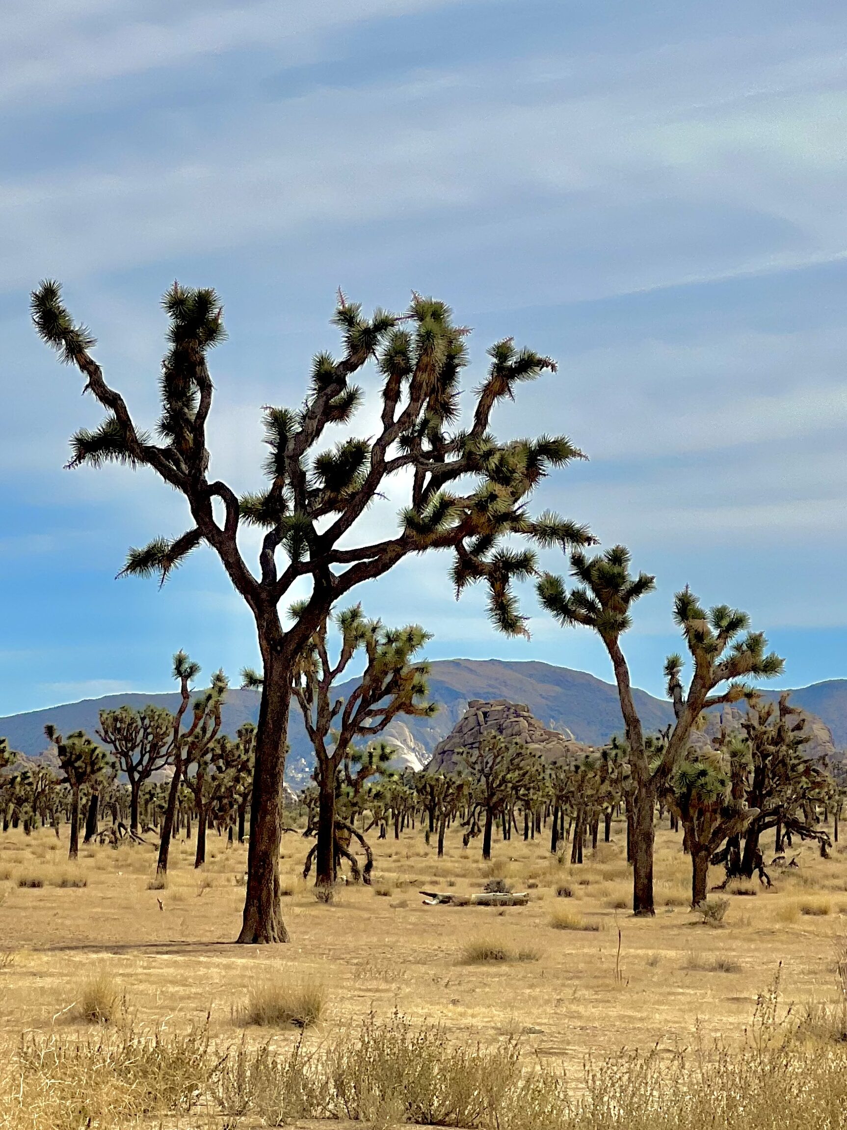 California's 9 National Parks - Ranked For Which You Should Prioritize Visiting
