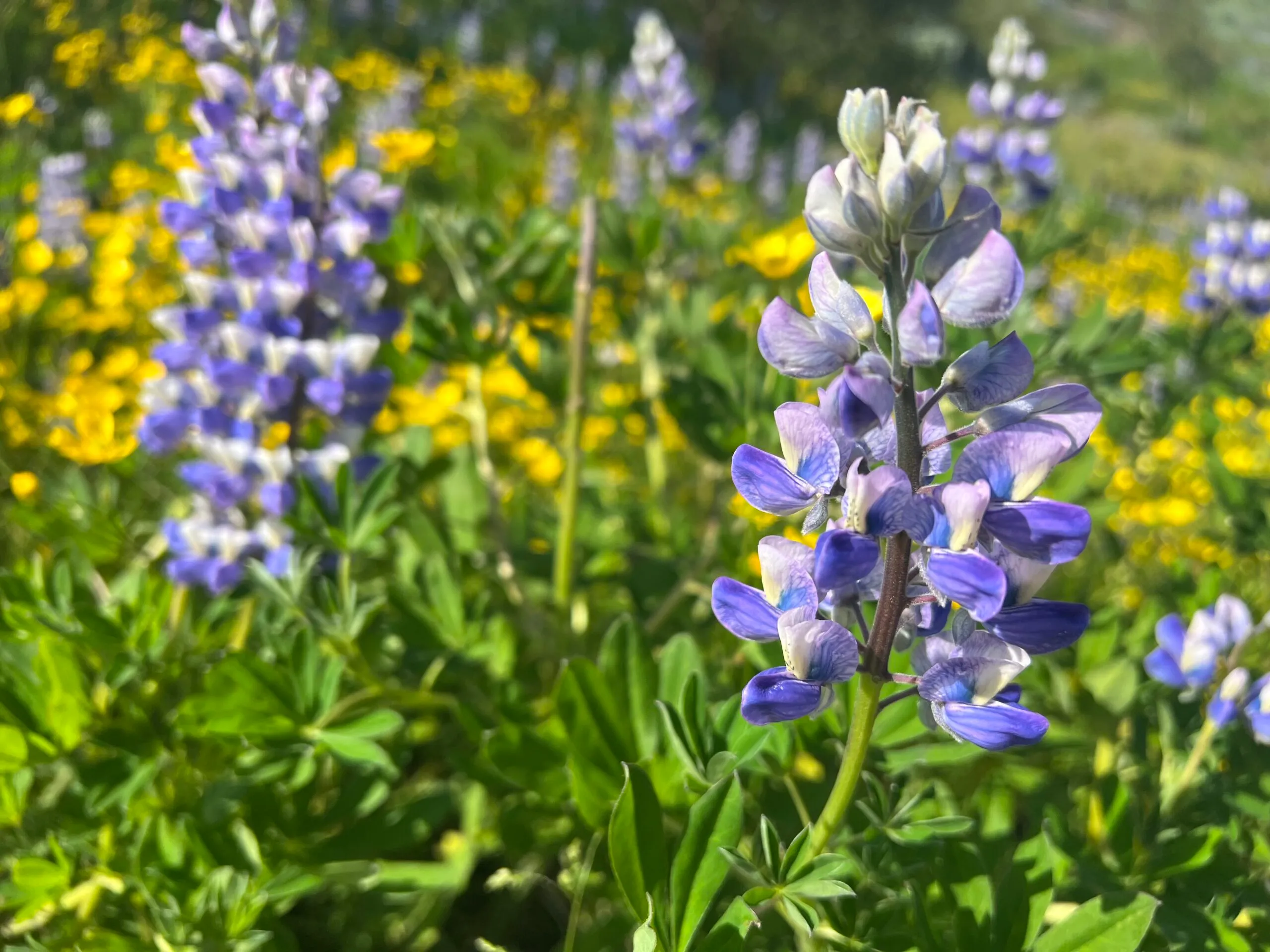 Wild flowers growing in summer in Iceland