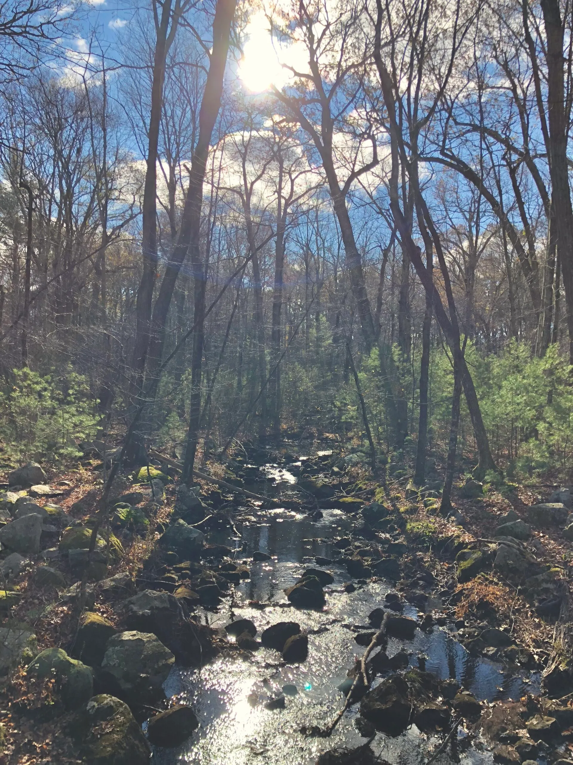 Stream in the woods in Ashland State Park