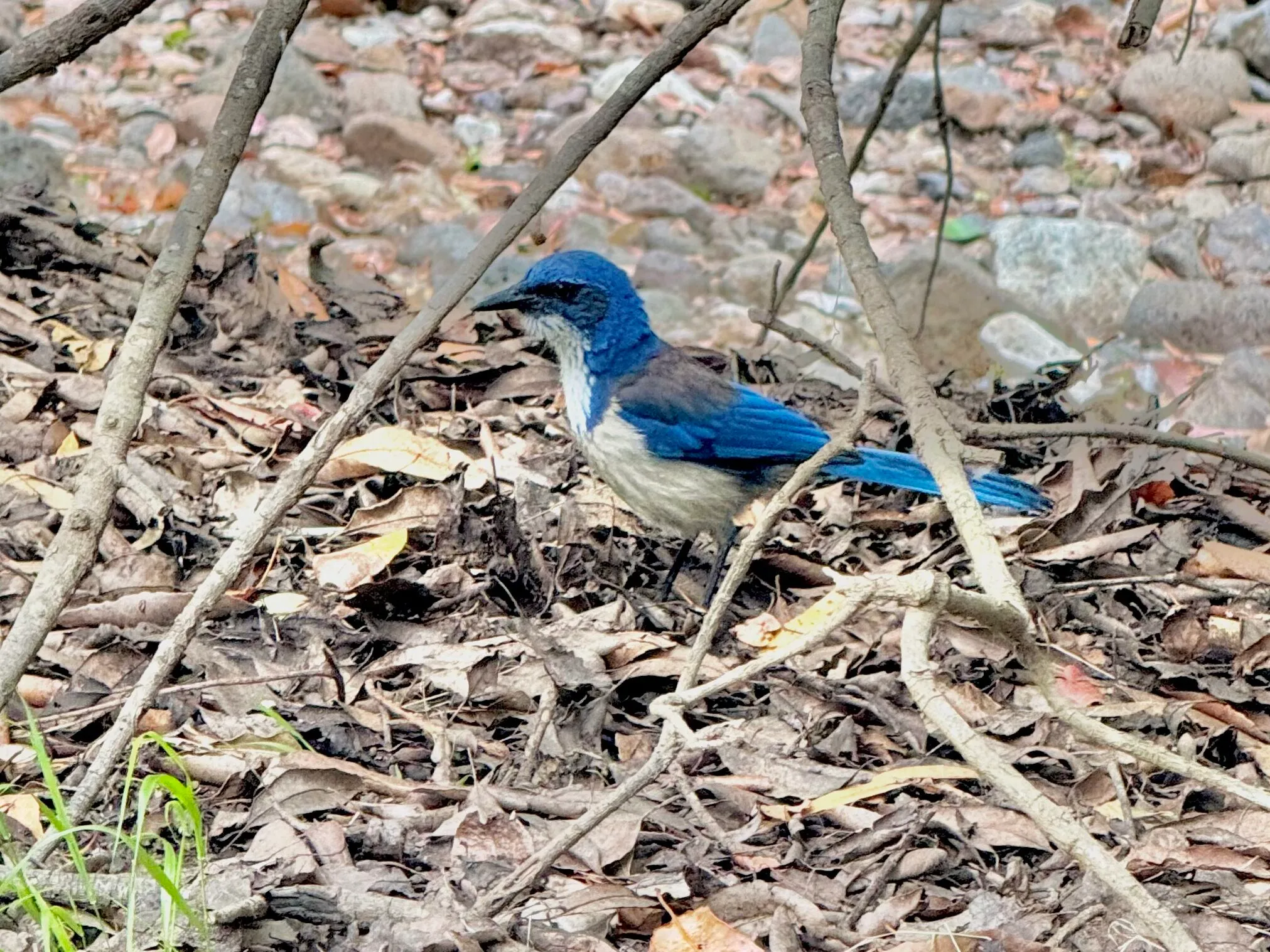 Island Scrub-Jay, Santa Cruz, Channel Islands National Park