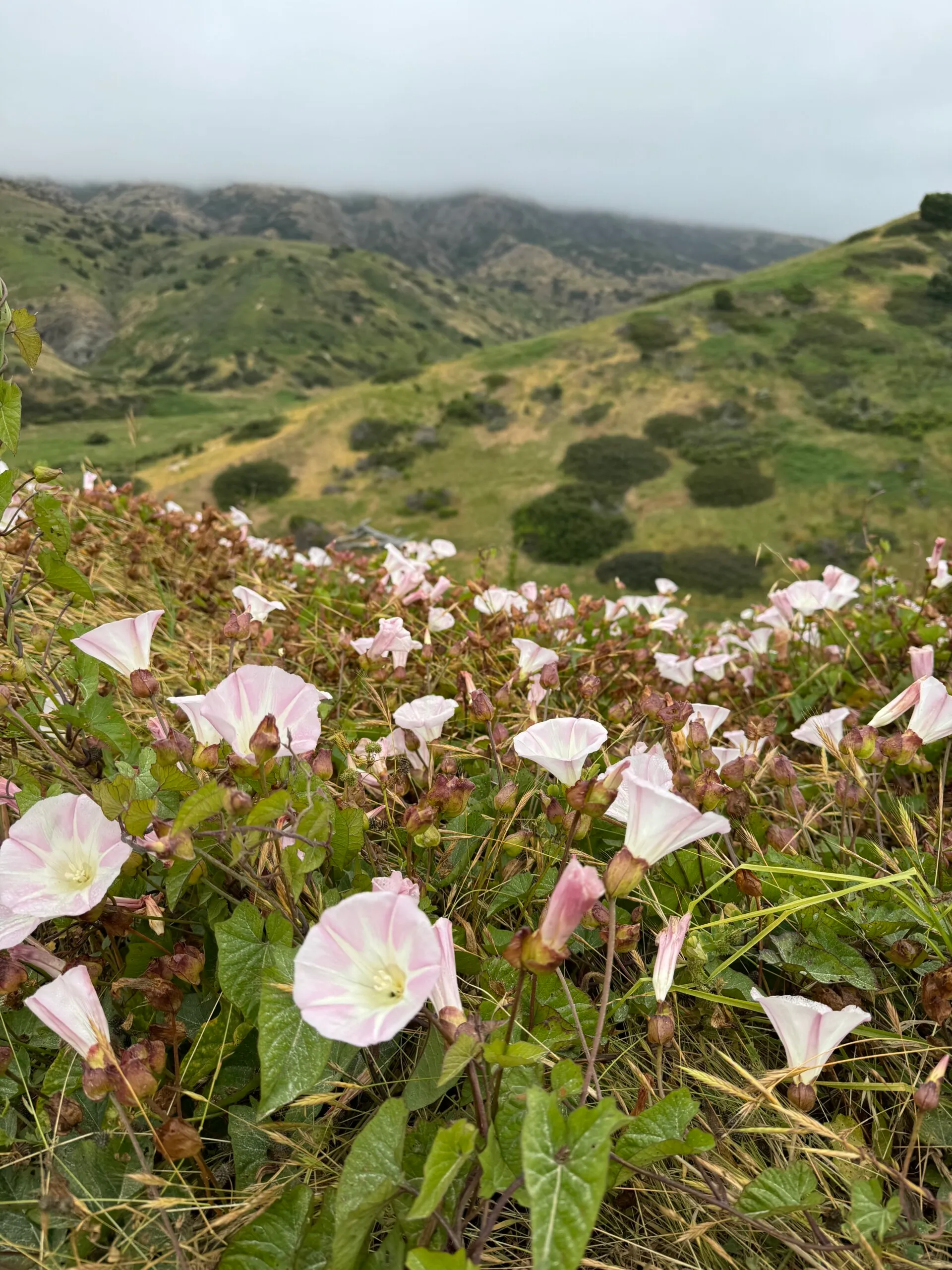 Spring Flowers in Channel Islands