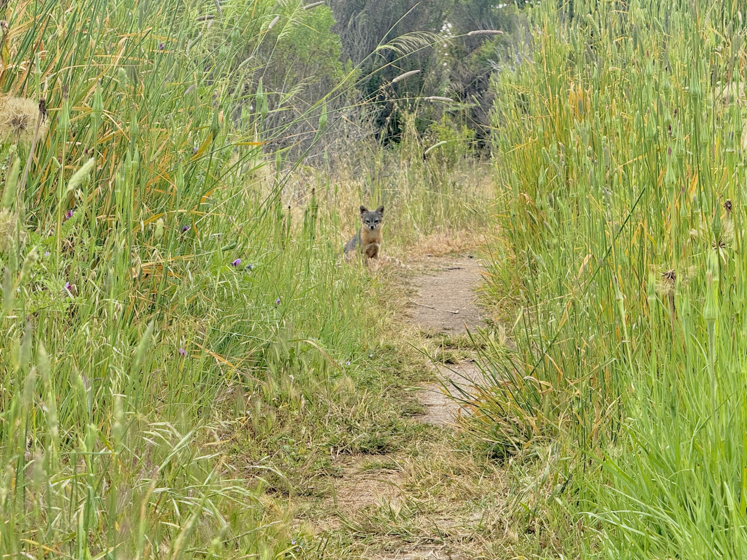 Complete Guide to Santa Cruz Island Day Trip in Channel Islands National Park: Travel Tips, Ferry Info, and Top Activities