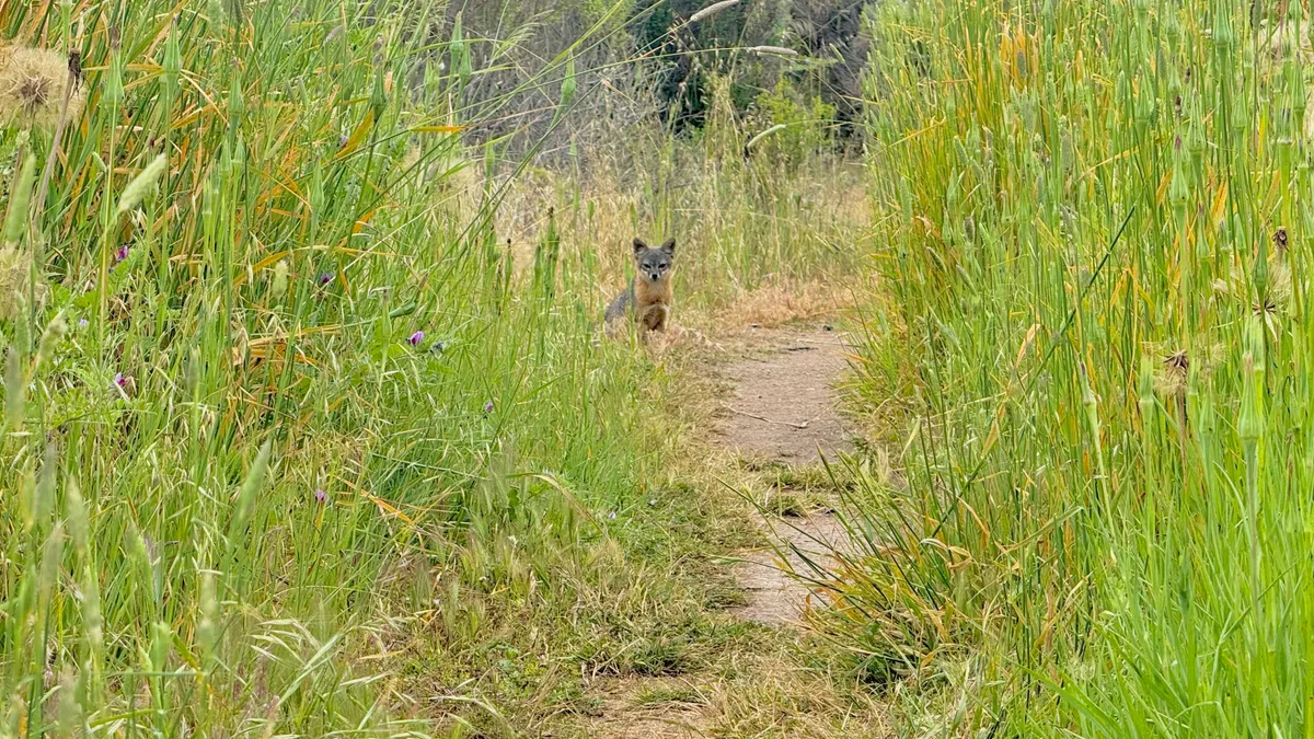 Complete Guide to Santa Cruz Island Day Trip in Channel Islands National Park: Travel Tips, Ferry Info, and Top Activities