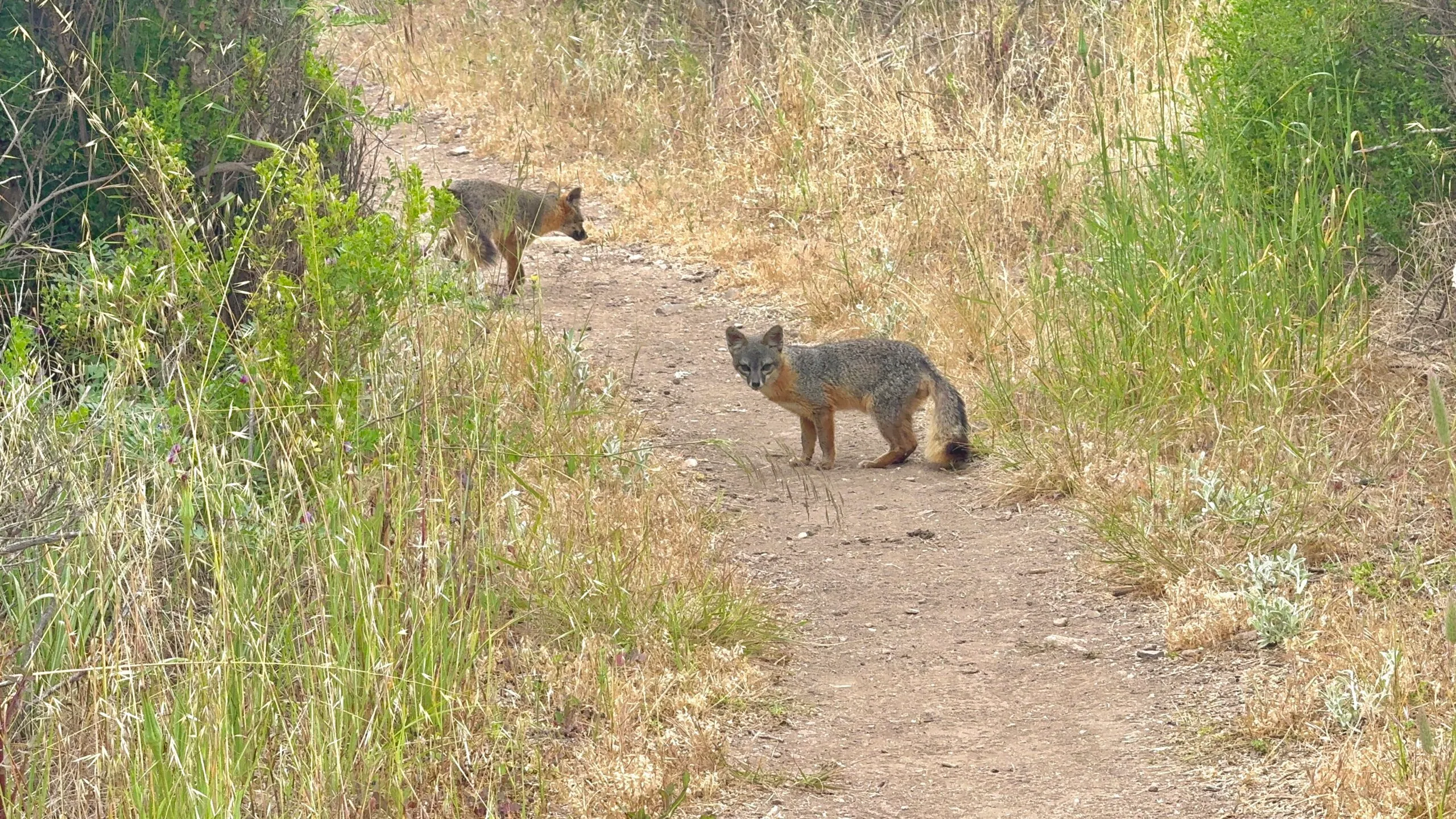 Island Fox, Santa Cruz, Channel Islands National Park
